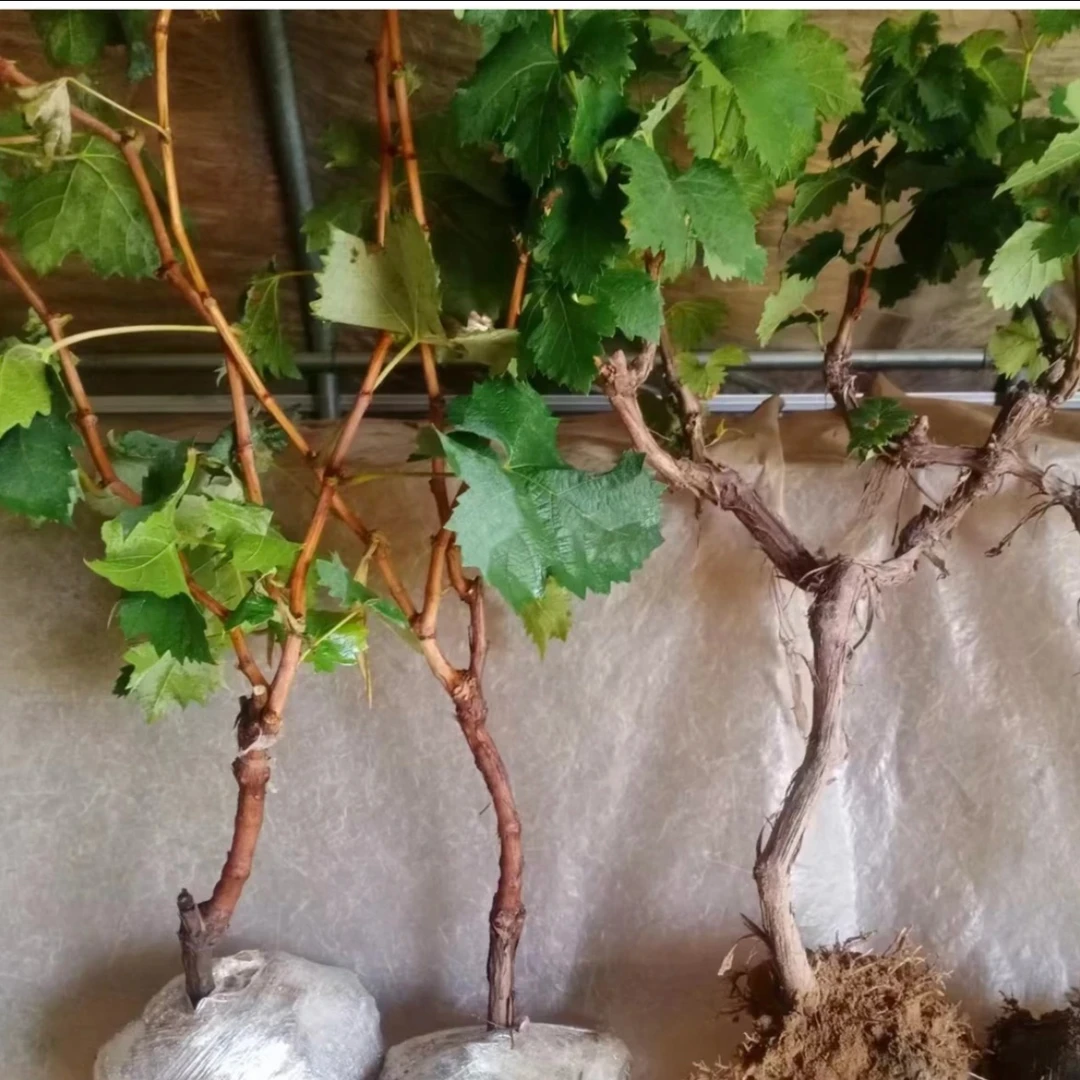 【一物一拍-阳光-蓝-宝-石】苗木 盆栽 地载 庭院种植 绿植 花卉