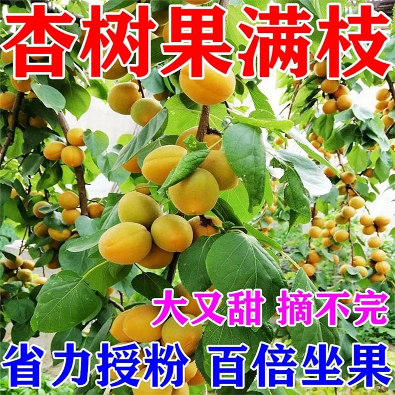 杏树授粉强力坐果灵保花保果防落果防裂增甜免沾花素增产叶面肥