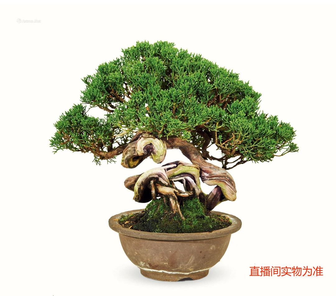 松柏类盆景造型庭院种植室内摆放，四季常青，大型盆景养护光照发货