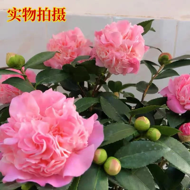 山茶花盆栽带花苞清新简约花卉植物室内美化庭院阳台好养茶花树苗
