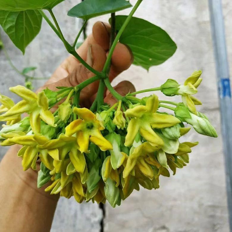 食用夜兰花香苗爬藤夜来香花菜千里香夜兰花煲汤煎蛋藤本植物盆栽