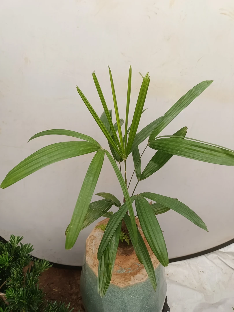棕竹平安竹招财竹水培植物花卉盆栽室内绿植办公室净化空气除甲醛
