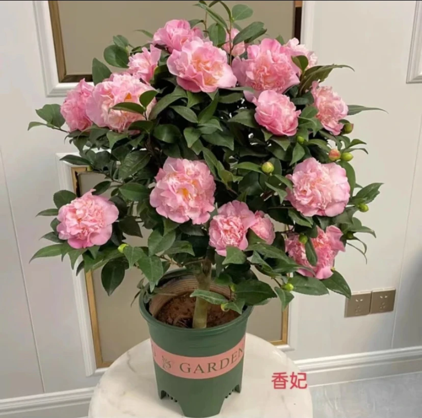 香妃山茶花树苗盆栽浓香型植物带花苞庭院室内耐寒粗壮好养