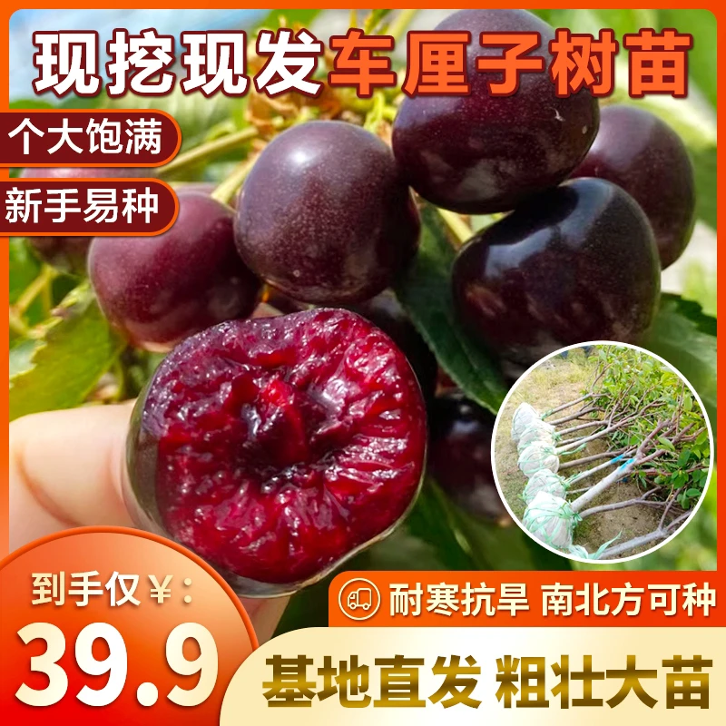 车厘子樱桃树苗南方北方盆栽庭院果树矮化车厘子树苗