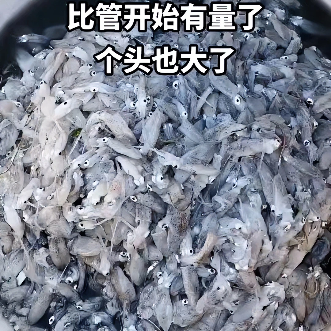 D【4斤小船笔管海兔】 青岛本地鲜活速冻  鲜美爽口