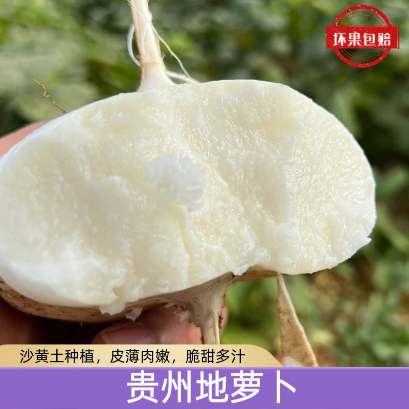 贵州沙黄土地萝卜凉薯当季现挖脆甜多汁水果农产品包邮