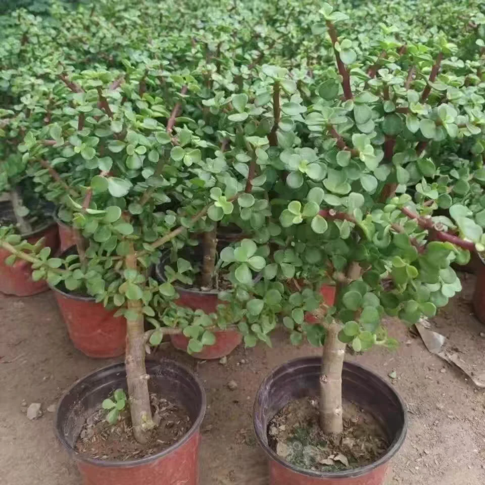 金枝玉叶直播间一物一拍链接