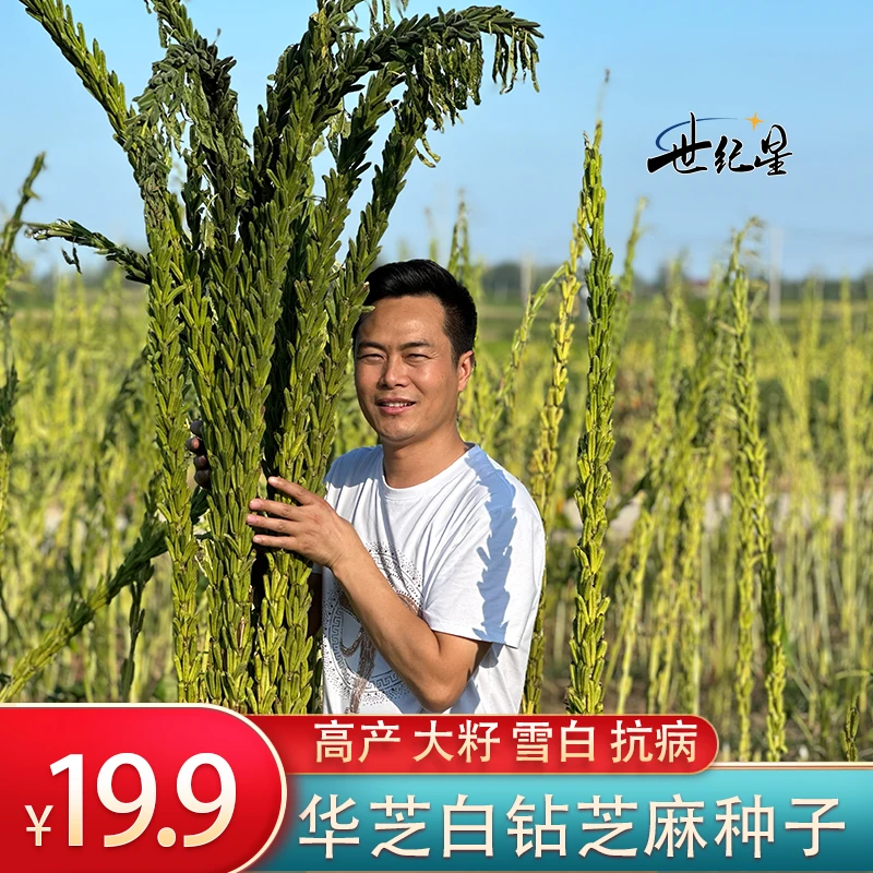 世纪星华芝黑钻芝麻种子高产芝麻种子抗病抗旱抗倒黑芝麻种子