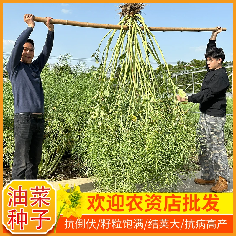华油567花黄籽油菜抗病抗倒高油率油菜籽出油高产油菜种子
