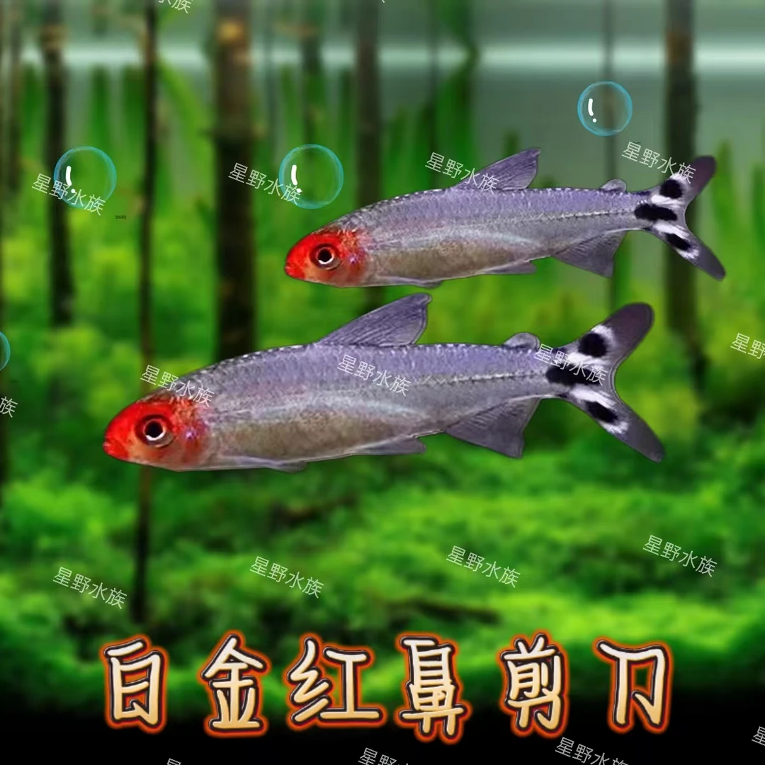 白金红鼻鱼灯科鱼小型热带观赏鱼水草缸群游混养水族