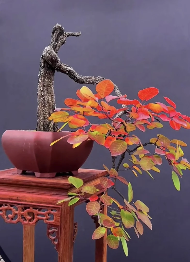 黄栌素材，观花，观果，看骨架！桩遇有缘人！