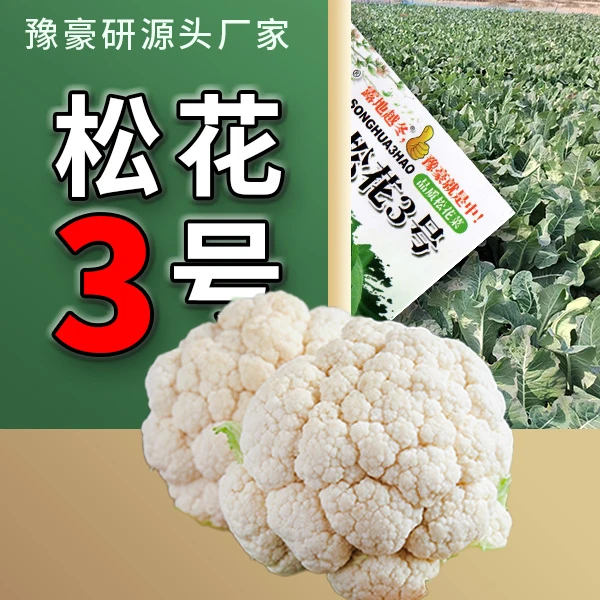 豫豪研松花3号100天小苗露地越冬杂交松花菜花椰菜种子大面积种植