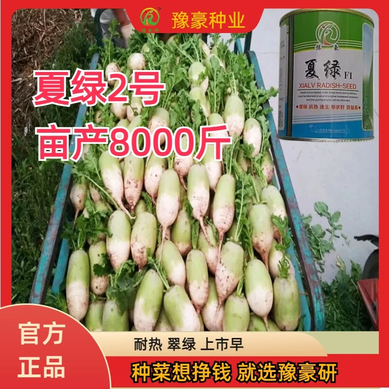 夏绿2号夏播萝卜耐高温翠绿上市快脆甜可口形状好效益高罐形萝卜