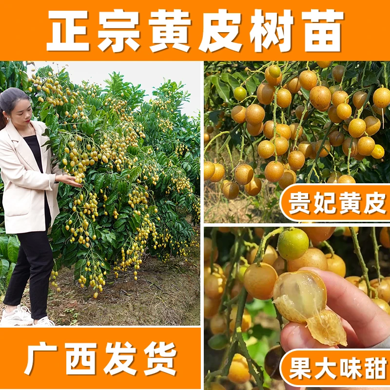 贵妃黄皮果苗大鸡心无核嫁接甜水果树苗盆栽南北方种植庭院地栽