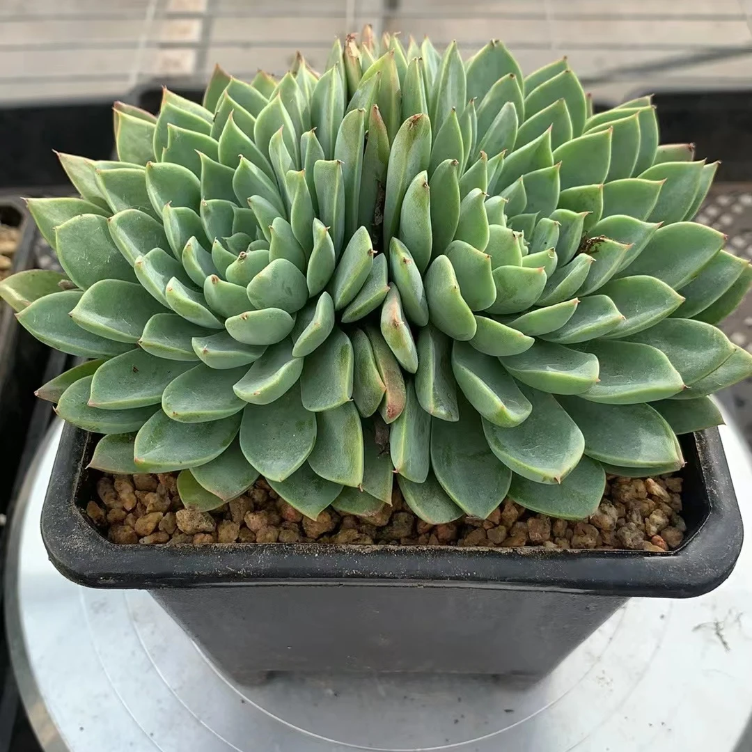 粉色恋人（多肉全店满19元包邮）植物组合盆栽