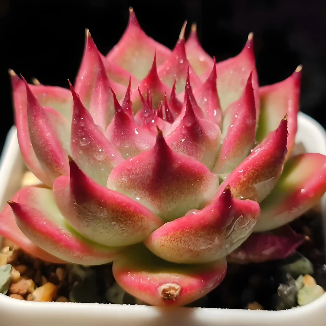 一物一拍链接多肉植物（满19元包邮）多肉植物（201-250）（子涵专属）
