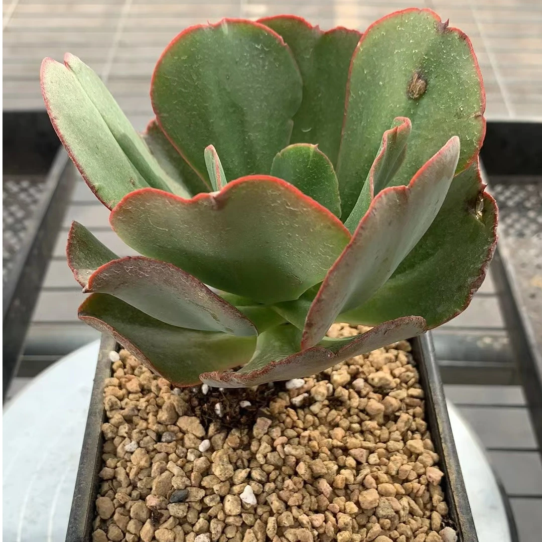 初吻（多肉全店满19元包邮）植物组合盆栽