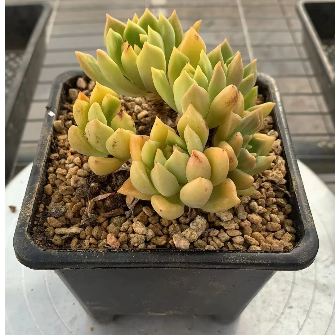 黄金璀璨（多肉全店满19元包邮）植物组合盆栽