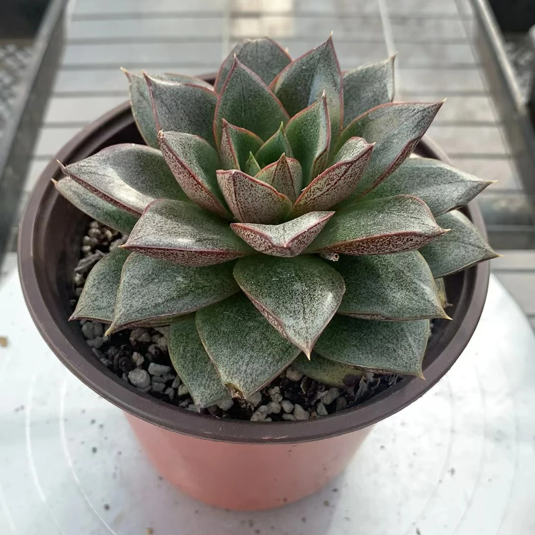 大和锦（约11cm)多肉植物老品种组合盆栽（满19元包邮）