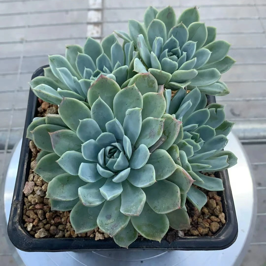 梦幻月影（多肉全店满19元包邮）植物组合盆栽