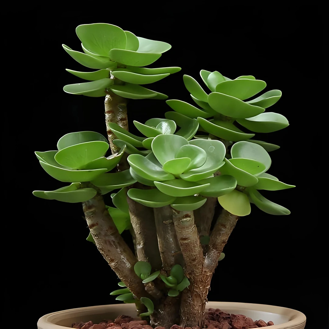 一物一拍链接多肉植物（满19元包邮）多肉植物（451-500）（林林专属）