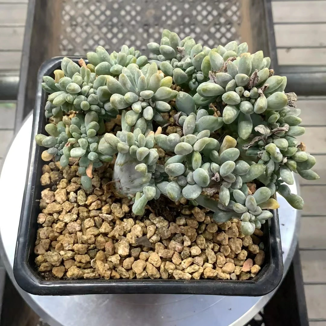 缀美人 （约10cm）  多肉植物组合盆栽（满19元包邮）