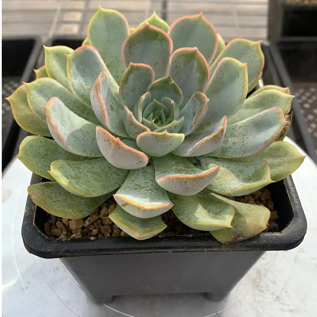 菲欧娜 （多肉全店满19元包邮）植物组合盆栽