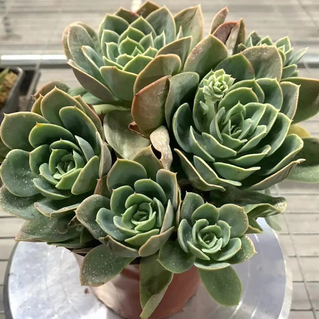 星娜塔（多肉全店满19元包邮）植物组合盆栽