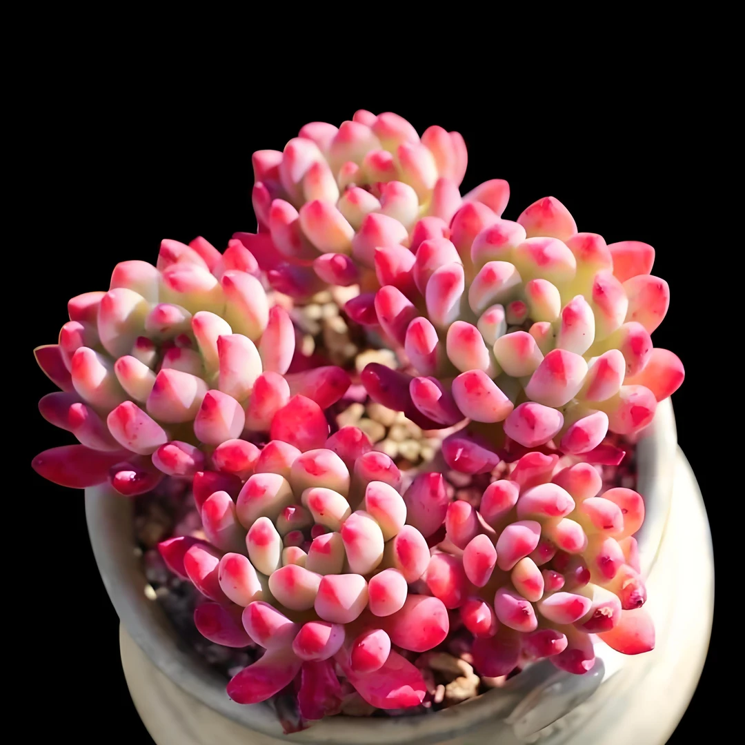 （551-600）（佩佩专属）一物一拍链接多肉植物（满19元包邮）多肉植物