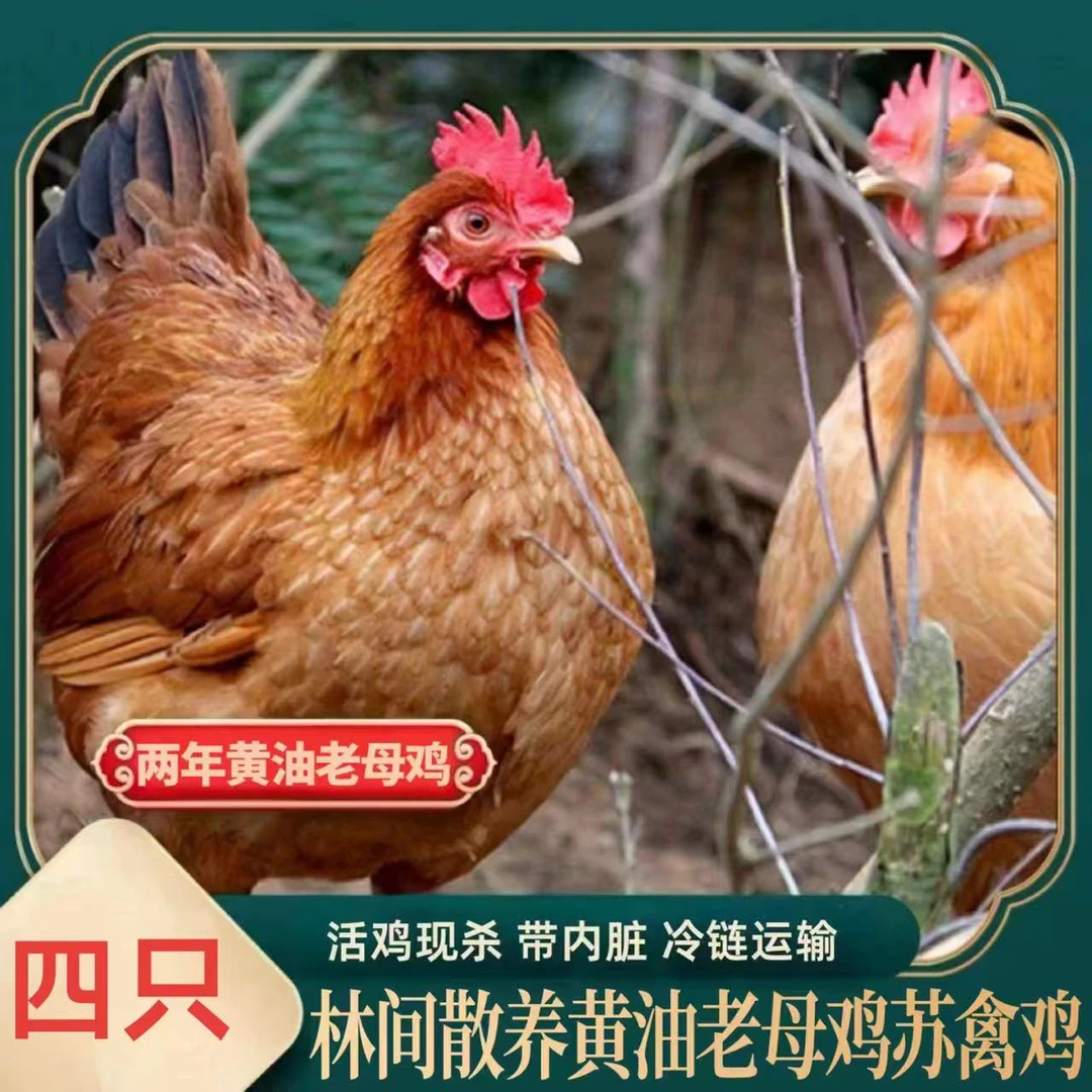 黄油老母鸡 4只带内脏净重8斤