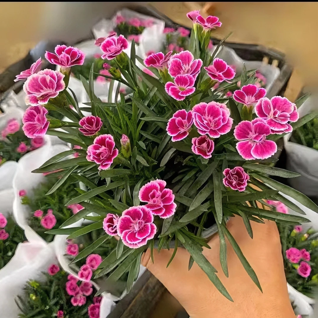 促销四季开花初吻石竹花卉庭院室内耐寒绿植盆栽花园园艺天竺葵