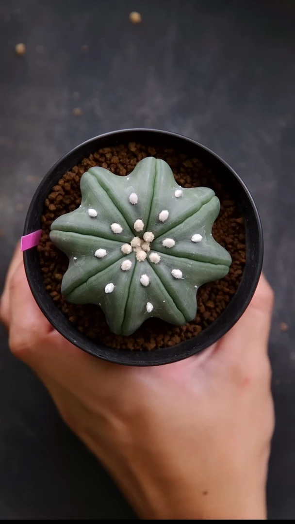 【闪购商品】琉璃海星