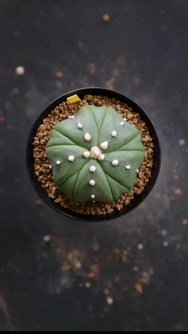 【闪购商品】5.5公分五瓣复棱