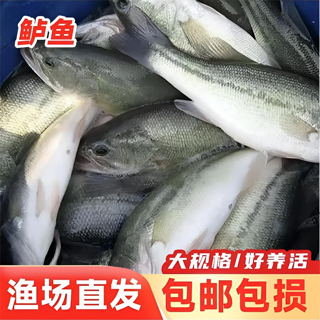 新鲜水库冰鲜现捞四川鲈鱼  一条3g左右   大口鲈鱼