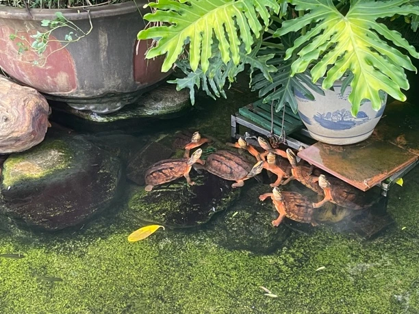 乌龟金钱龟大乌龟乌龟活体纯种金钱龟活体小乌龟活物观赏宠物活体