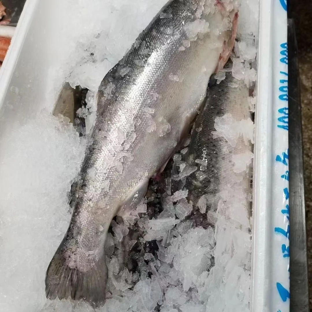 新疆三文鱼冰鲜整条去内脏新鲜刺身