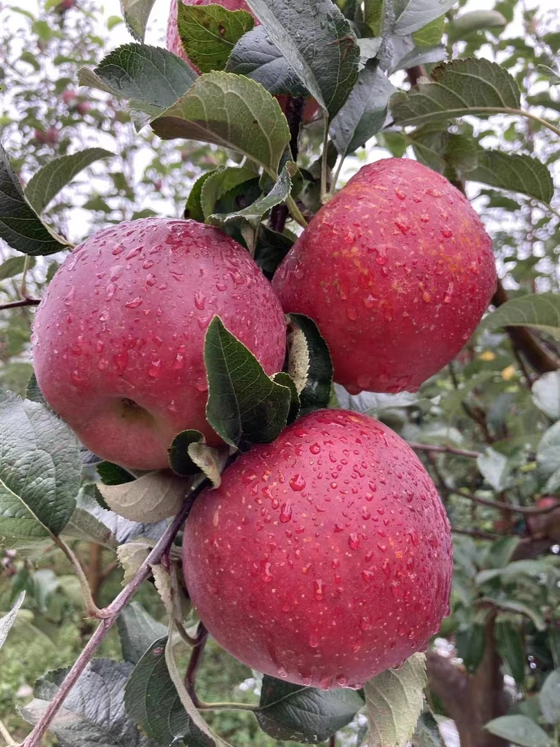 新人福利糖心红富士丑苹果带箱2斤装