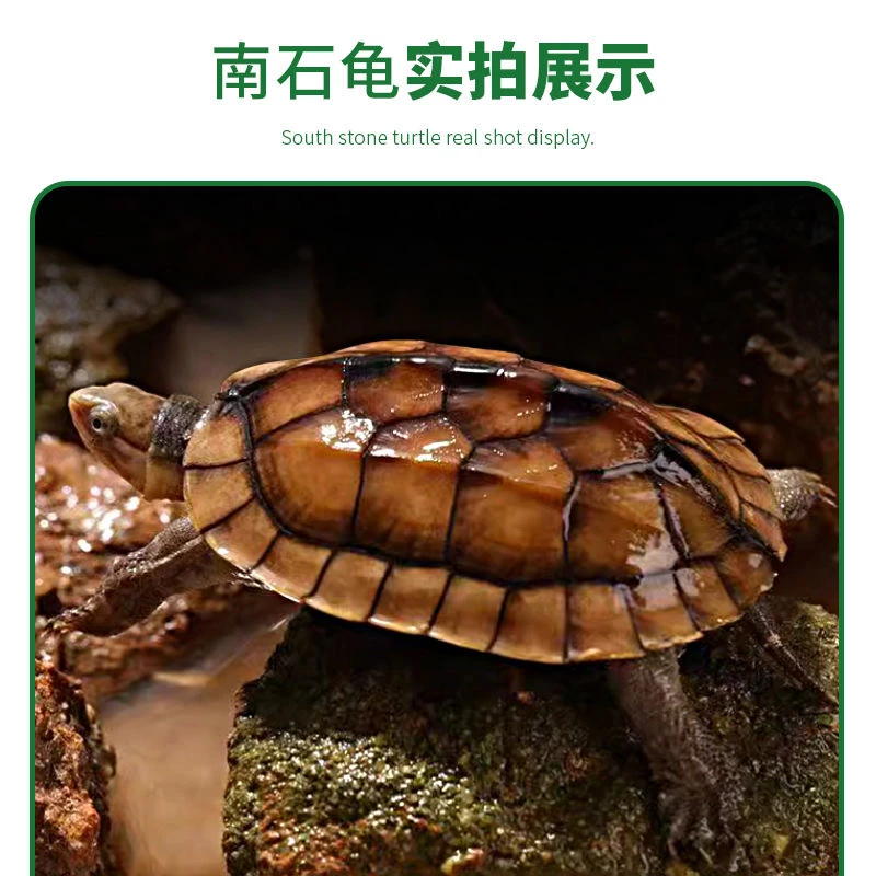 直播链接（1号）人工养殖活体龟宠物龟