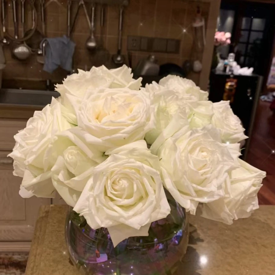 玫瑰大叔 千山暮雪 灌木月季 庭院阳台