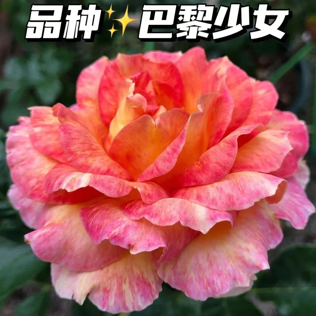 玫瑰大叔 巴黎少女 灌木月季 庭院阳台