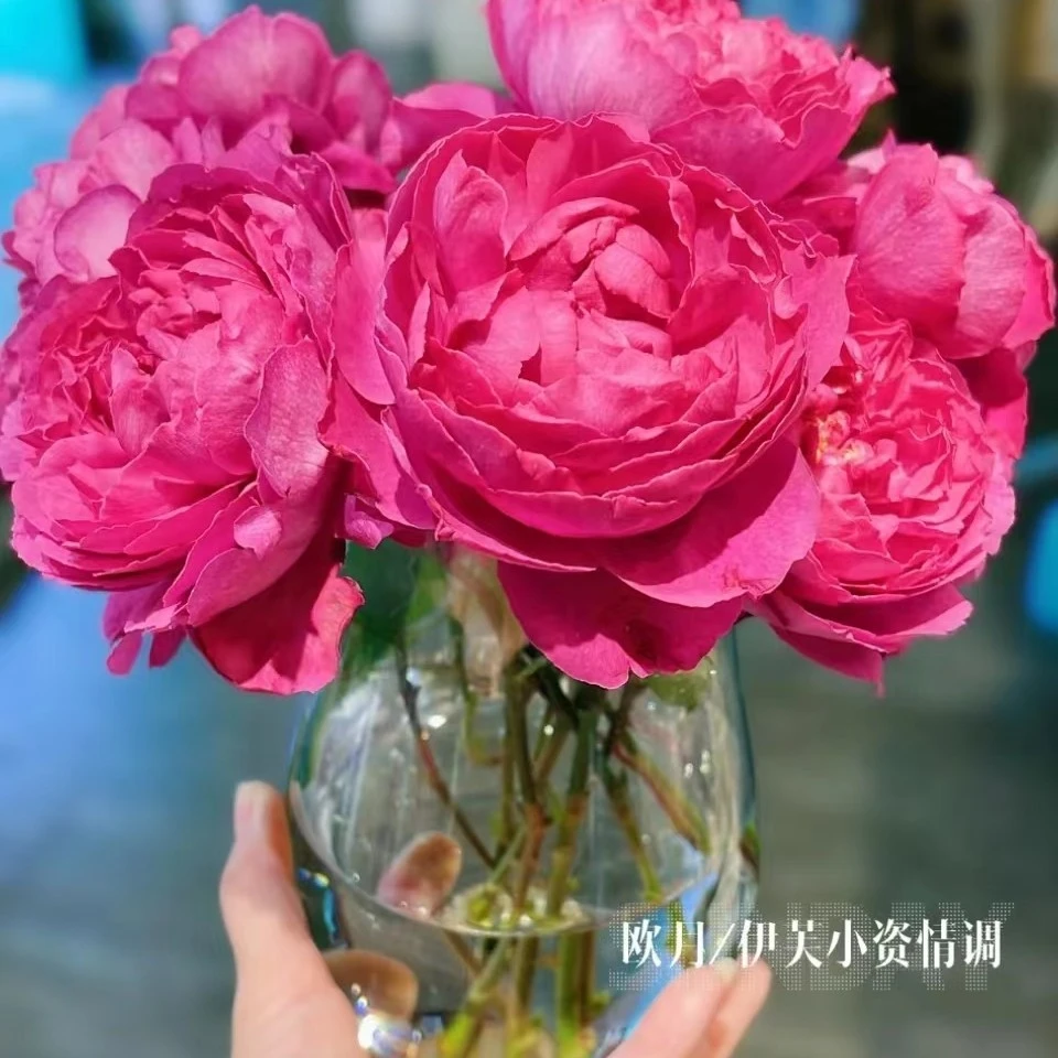 玫瑰大叔 伊芙小资情调  灌木月季 庭院阳台