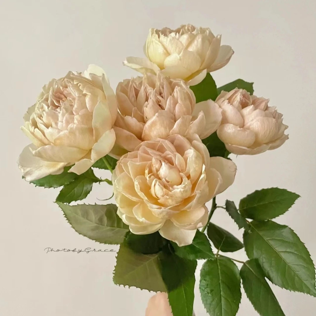 玫瑰大叔 夏洛特佩里安 切花月季 庭院阳台