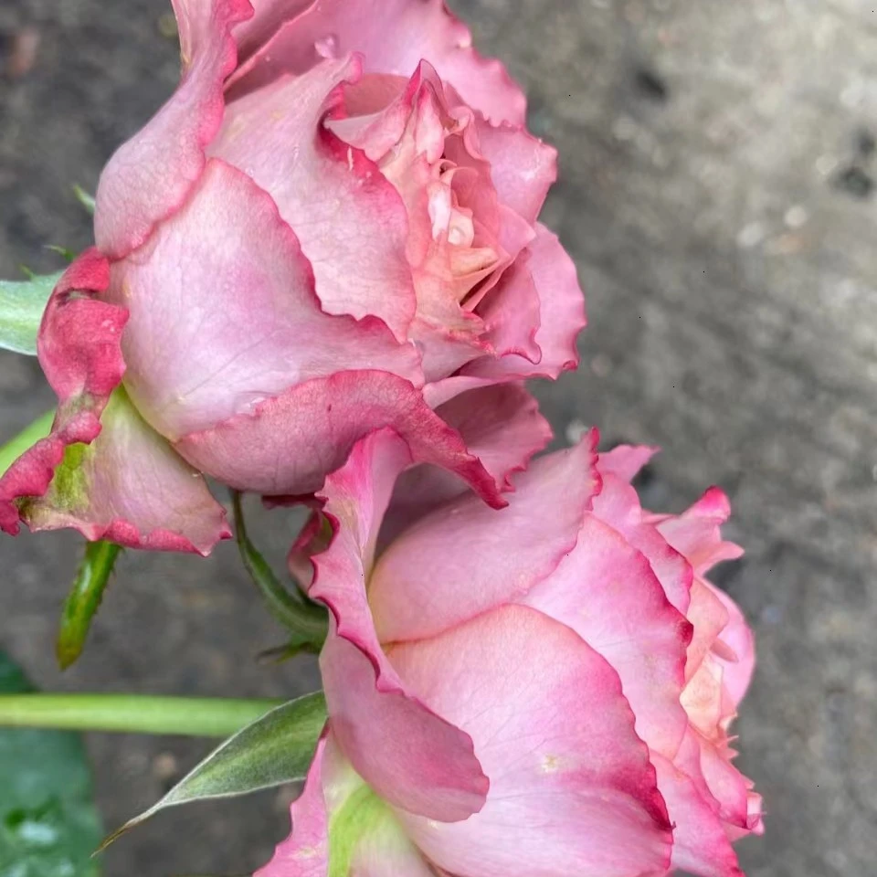 玫瑰大叔 英伦节拍 灌木月季 庭院阳台