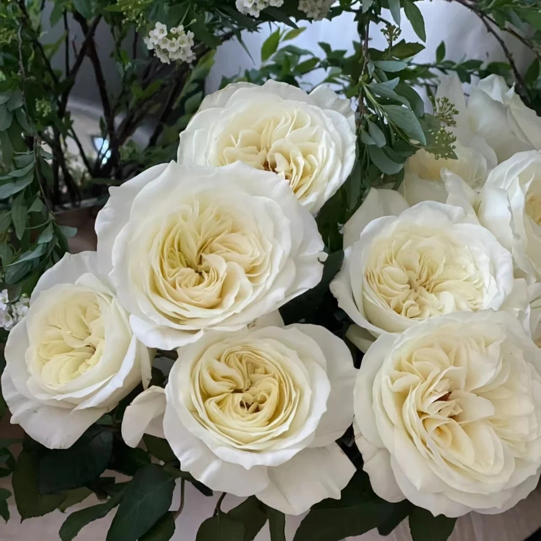 玫瑰大叔 尼罗娜 灌木月季 多季 切花庭院阳台