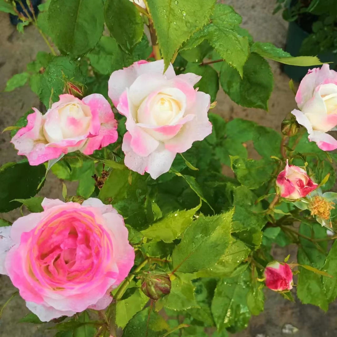 玫瑰大叔 （自育） 浣纱 灌木月季  庭院阳台