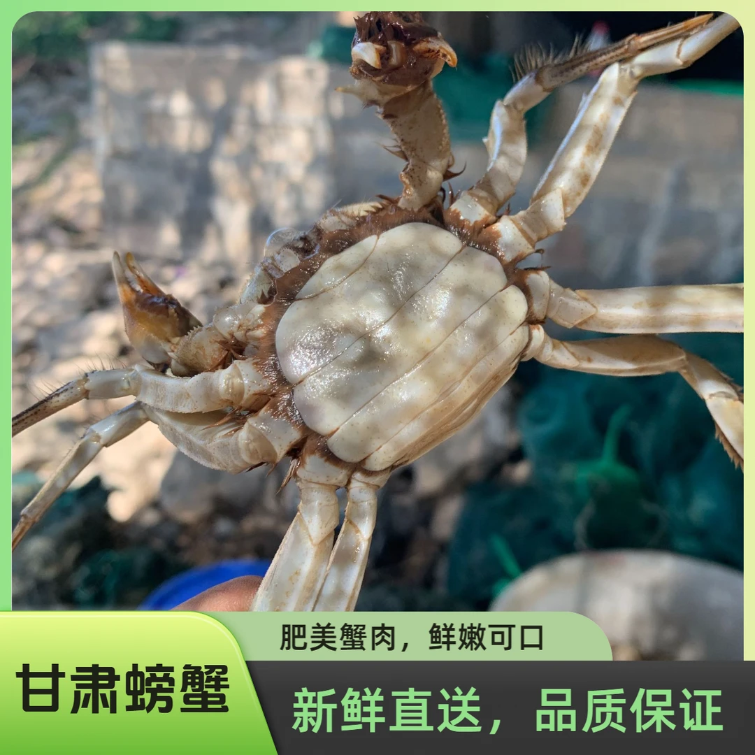 【体验装】甘肃螃蟹公母混合鲜活1.3两左右/只2斤装无绳偶有断腿