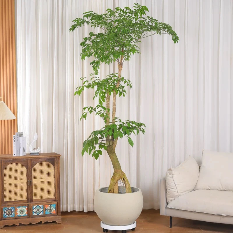 幌伞枫原生幸福树四季长青适合卧室客厅庭院的大型绿植盆栽