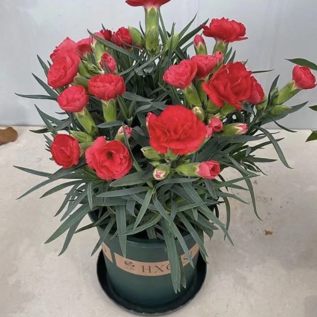 康乃馨四季开花室内阳台观花植物好养