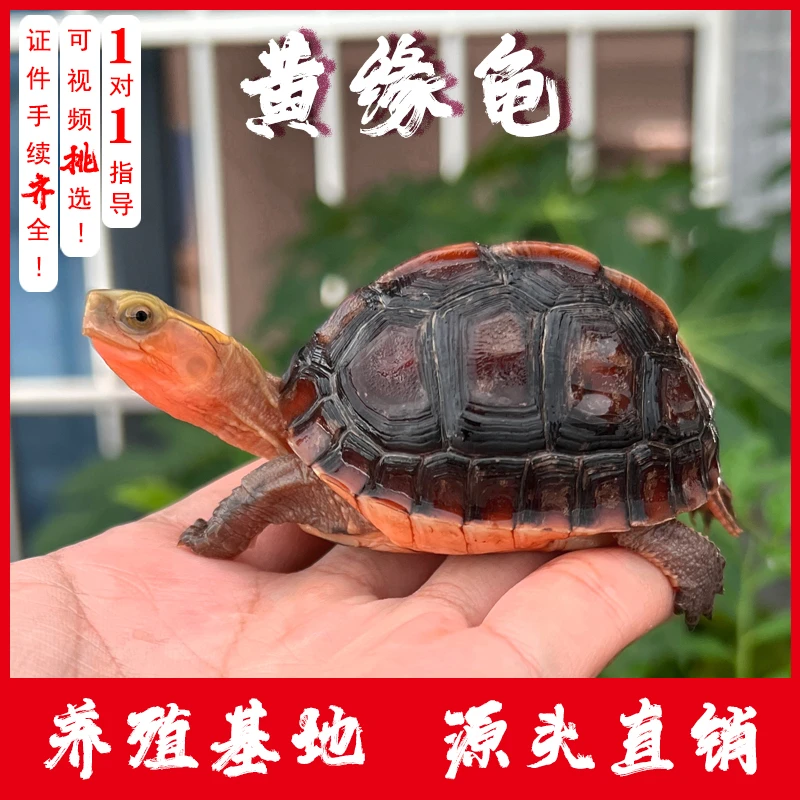 直播挑选黄缘龟幼苗安缘龟种龟大陆缘亚成活体宠物台缘