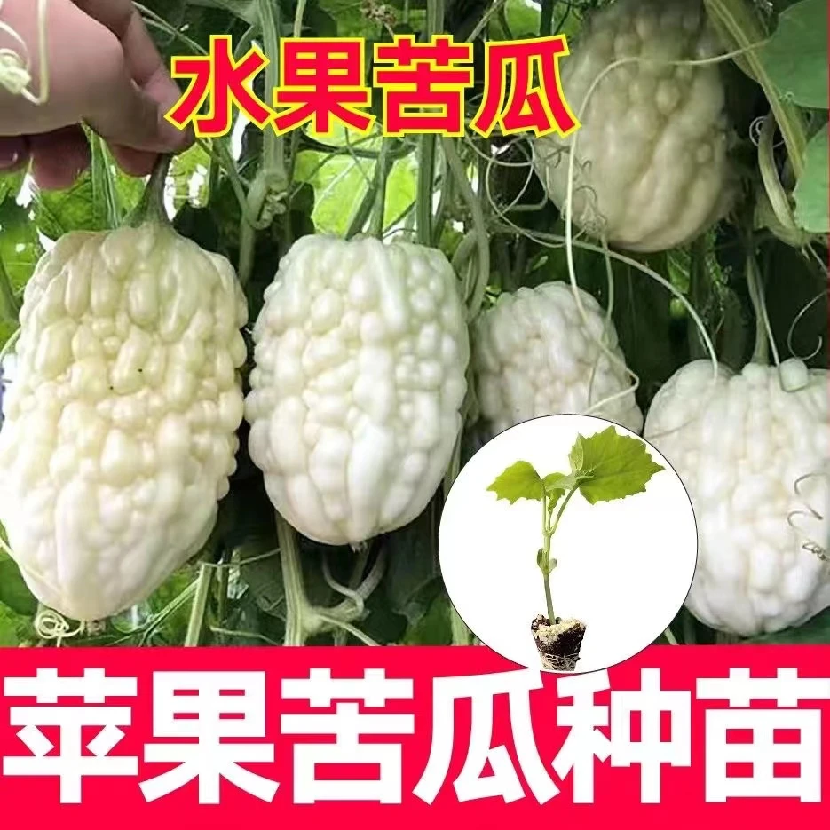 苦瓜苗秧苗苦瓜籽子蔬菜苗原土苹果白玉苦瓜苗幼苗阳台南方易种植